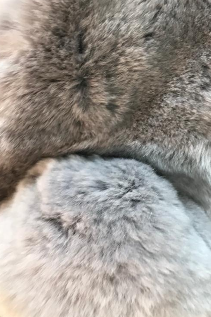 Light Grey Magnetic Real Rex Rabbit Bobble Scarf - Jessimara